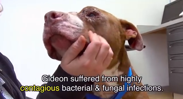 Pitbull-Rescued-3.png