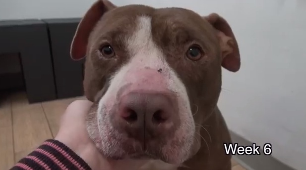 Pitbull-Week-6.jpg