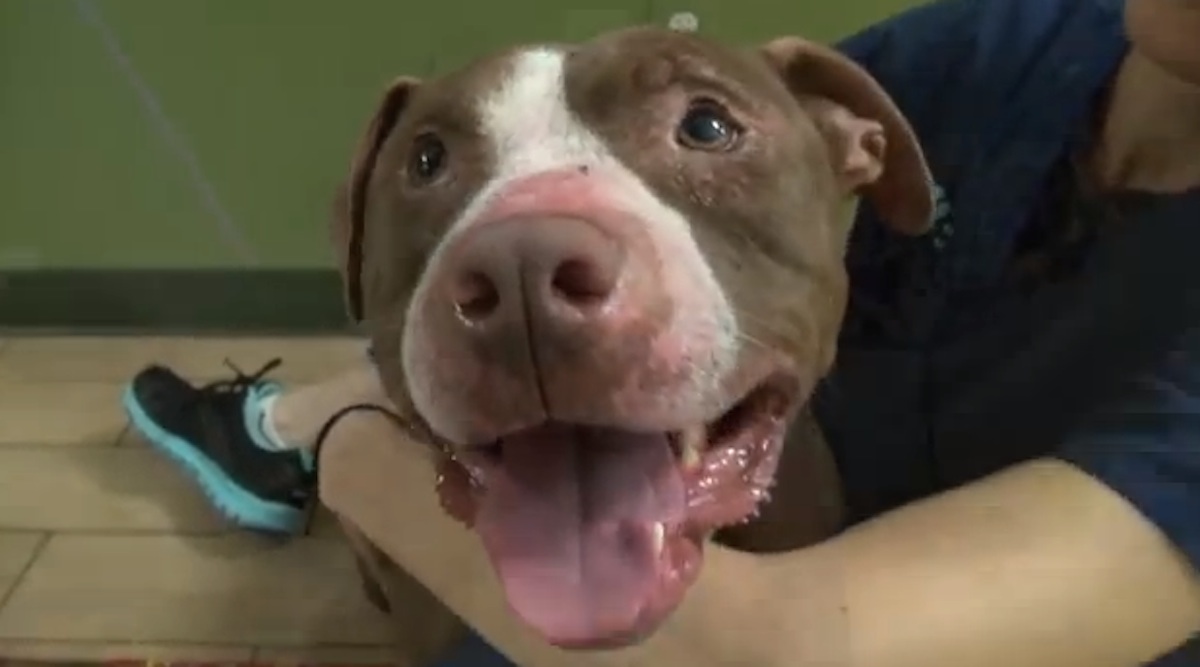 Pittbull-Last-Pic.jpg