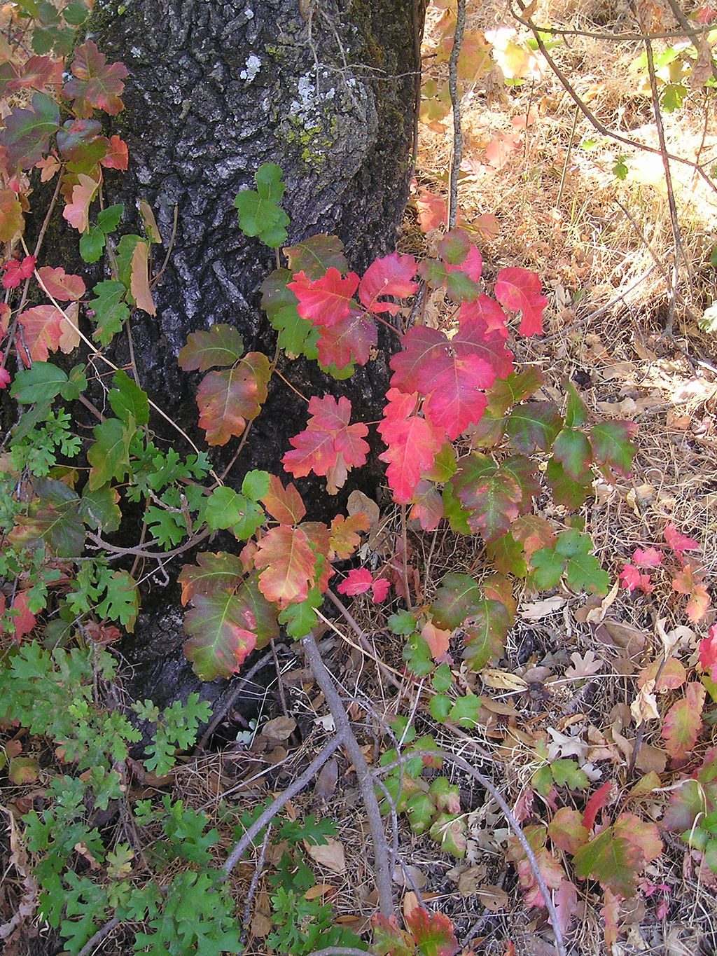 PoisonOak_wb_biggerLeaves.jpg
