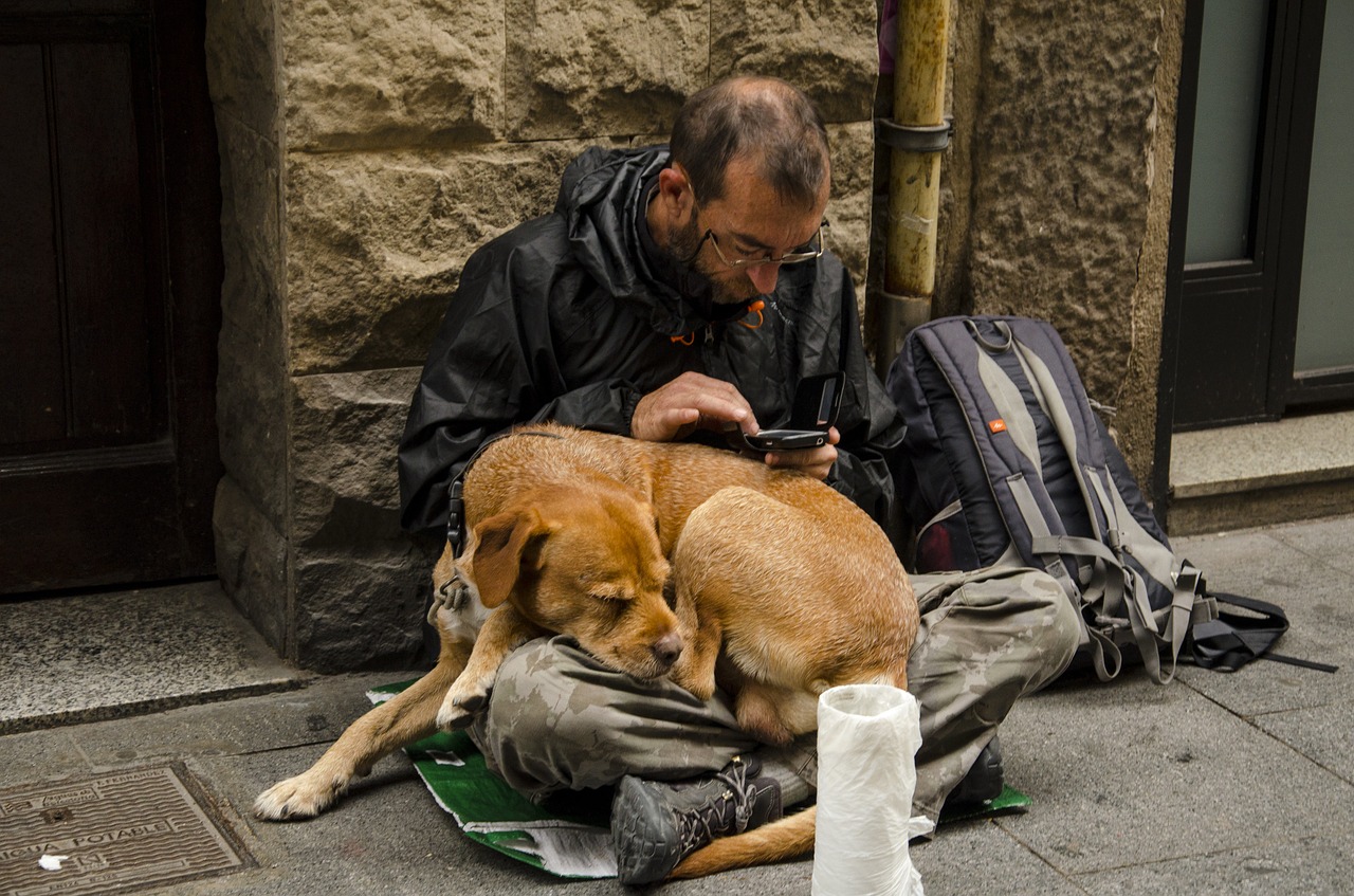 Portrait Pet Stray Puppy Animal Homeless Dog