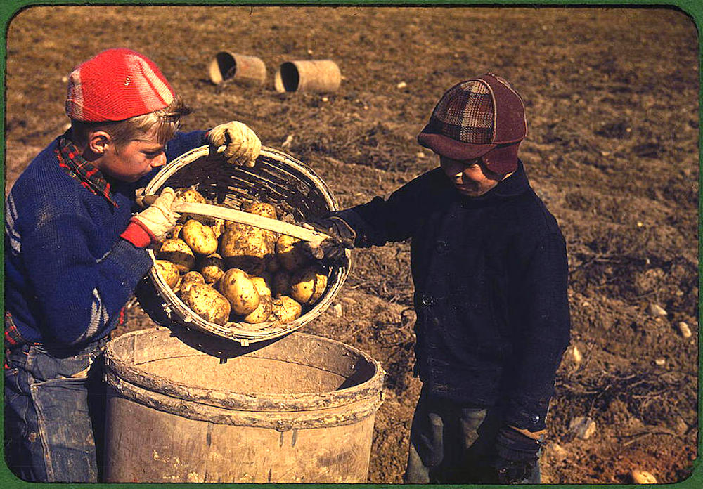 Potato-Gathering.jpg