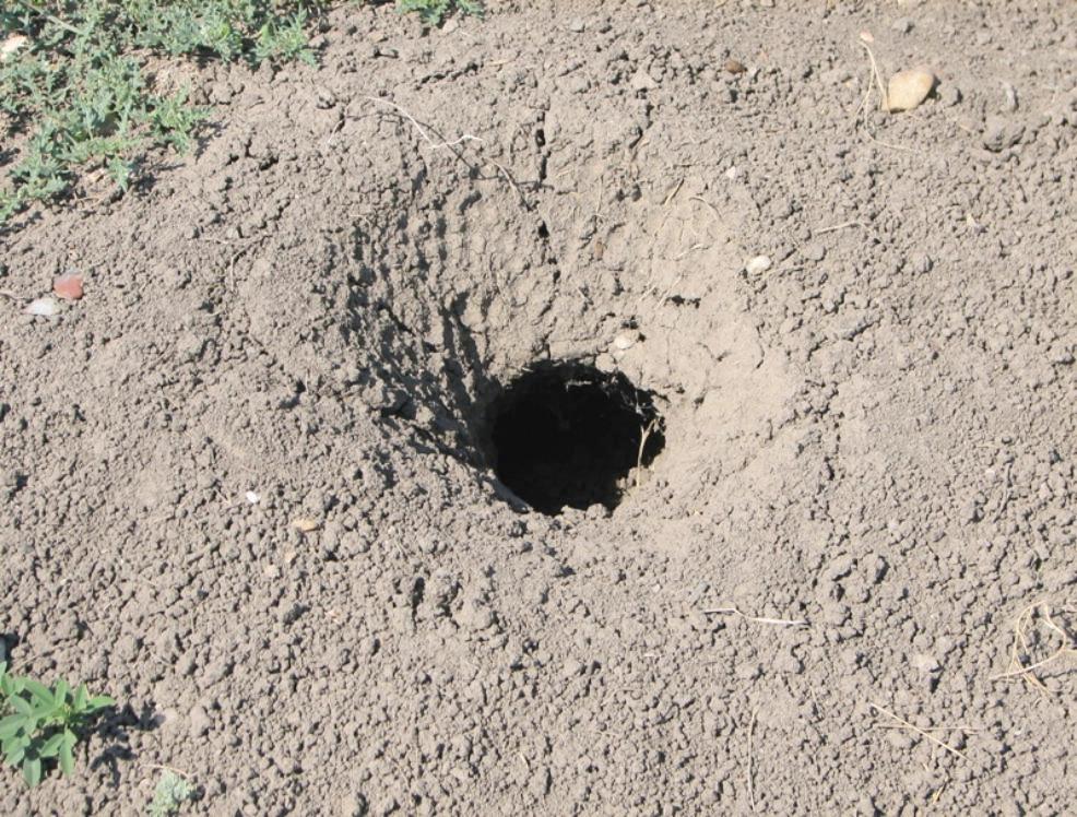 Prairie-Dog-Hole.jpg