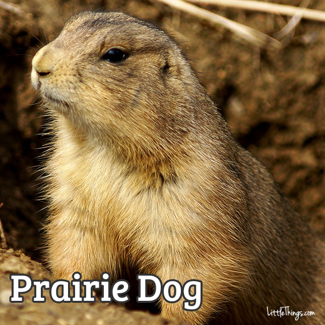 PrairieDog_645x645.jpg