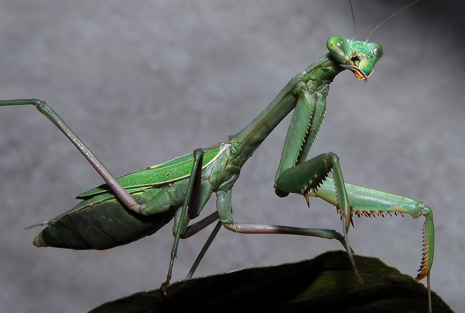 Praying_Mantis_California.jpg