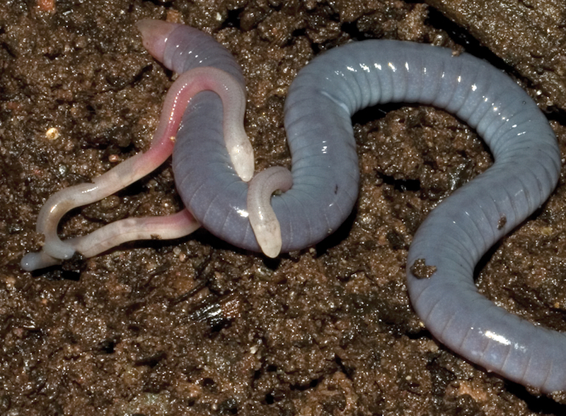 Presumed_Microcaecilia_dermatophaga_mother_with_two_hatchlings_-_journal.pone_.0057756.g006-right_cutted.jpg