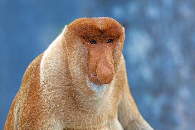 Proboscis-monkey.jpg