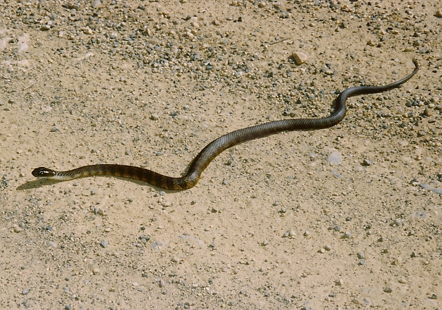Pseudonaja_textilis_-_Nerrigundah.jpg
