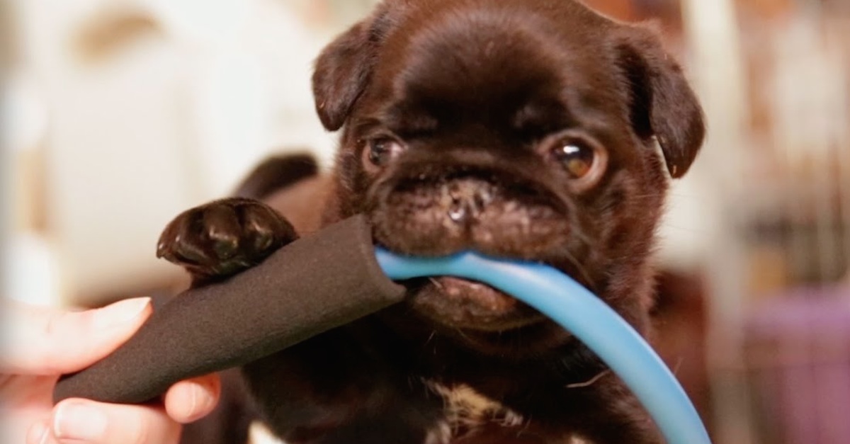 Pug Puppy At The Gym