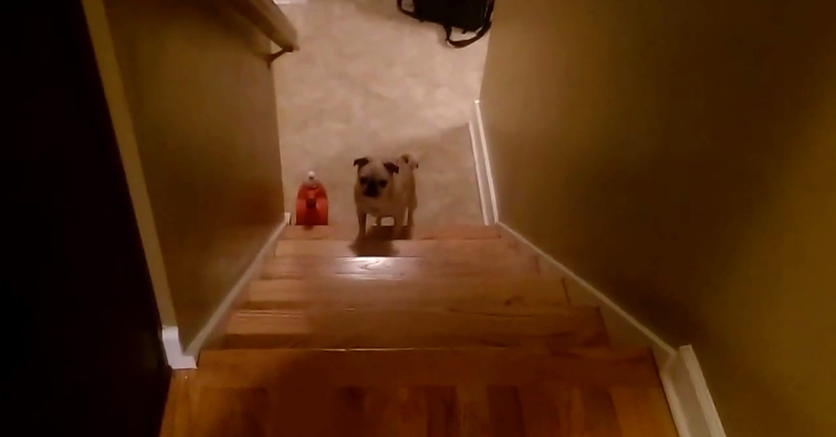 Pug Steps