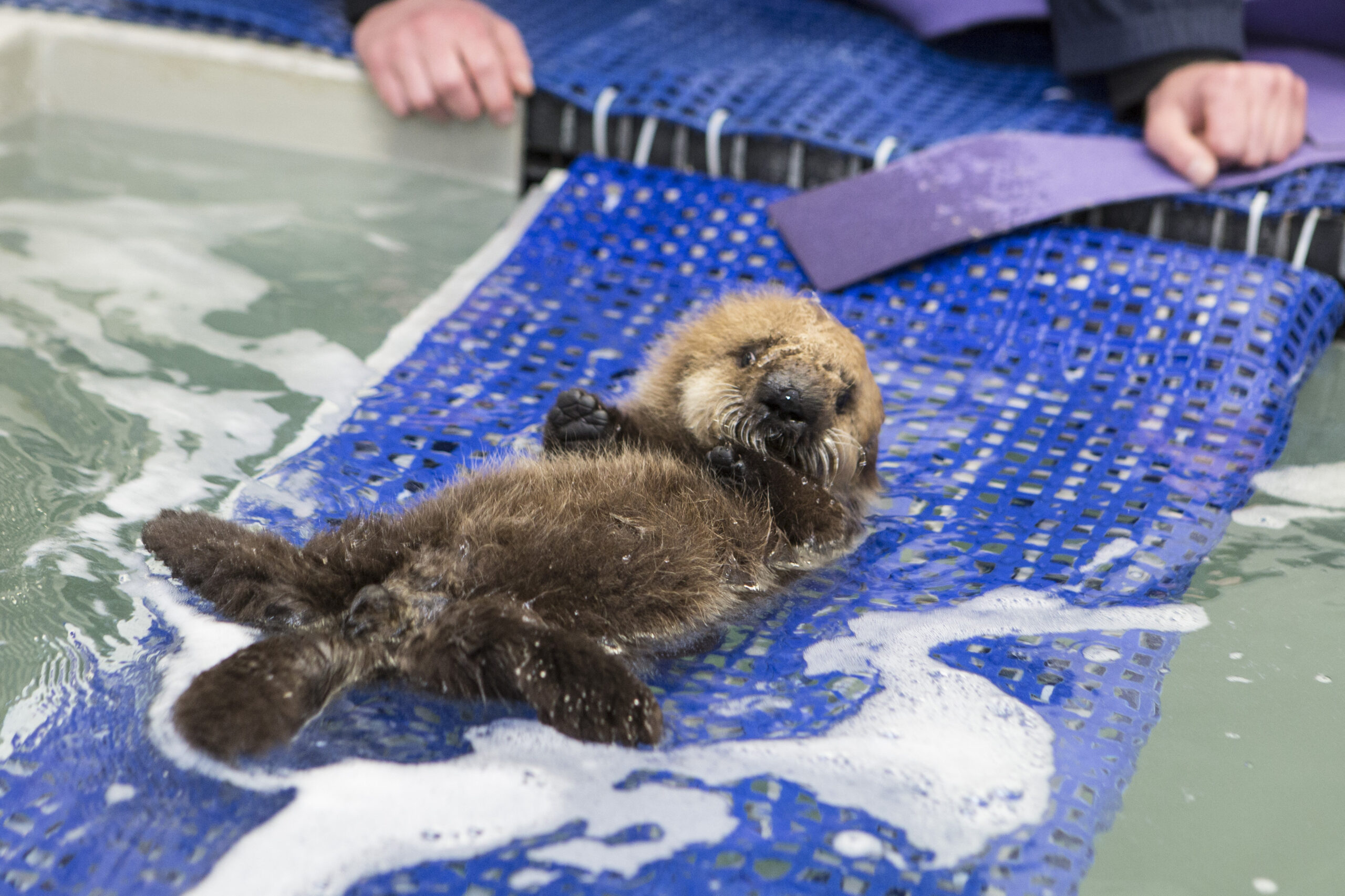 Pup-681-rescued-1.jpg