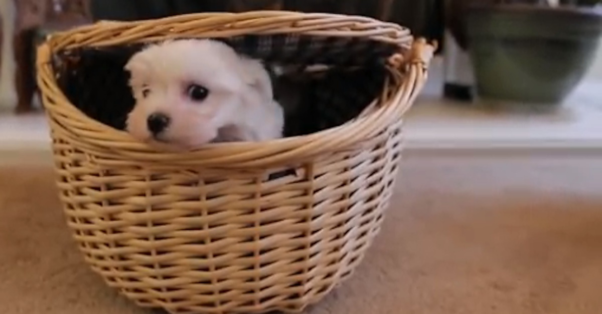 Puppies In Basket