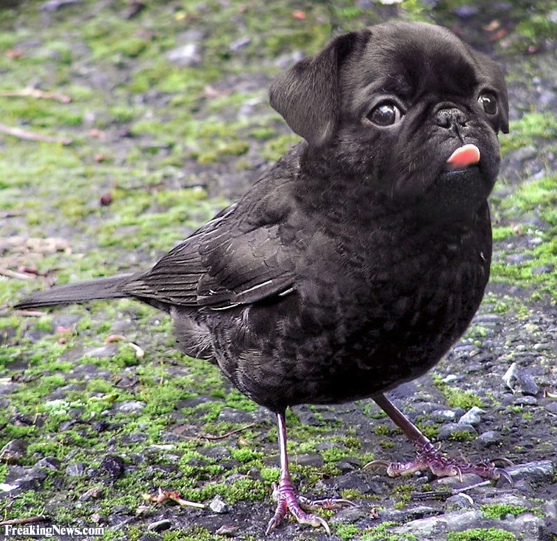 Puppy-Power-114154.jpg