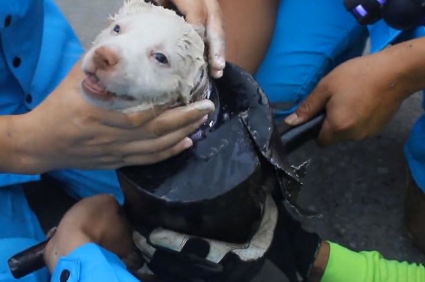 Puppy-stuck-in-pipe-1.jpg