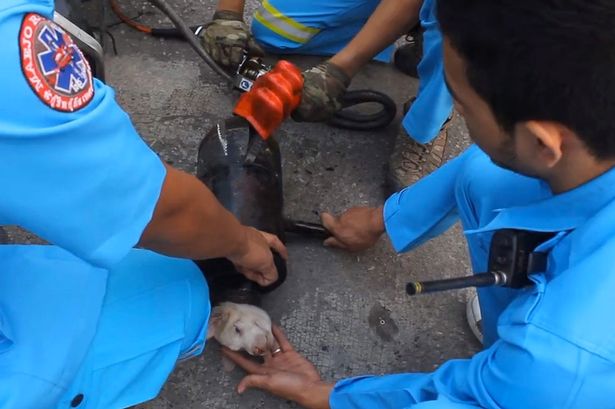 Puppy-stuck-in-pipe.jpg