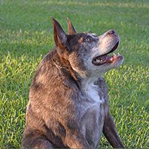 Quasi-Modo-210.jpg