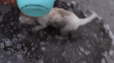 RESCUE-GIF.gif