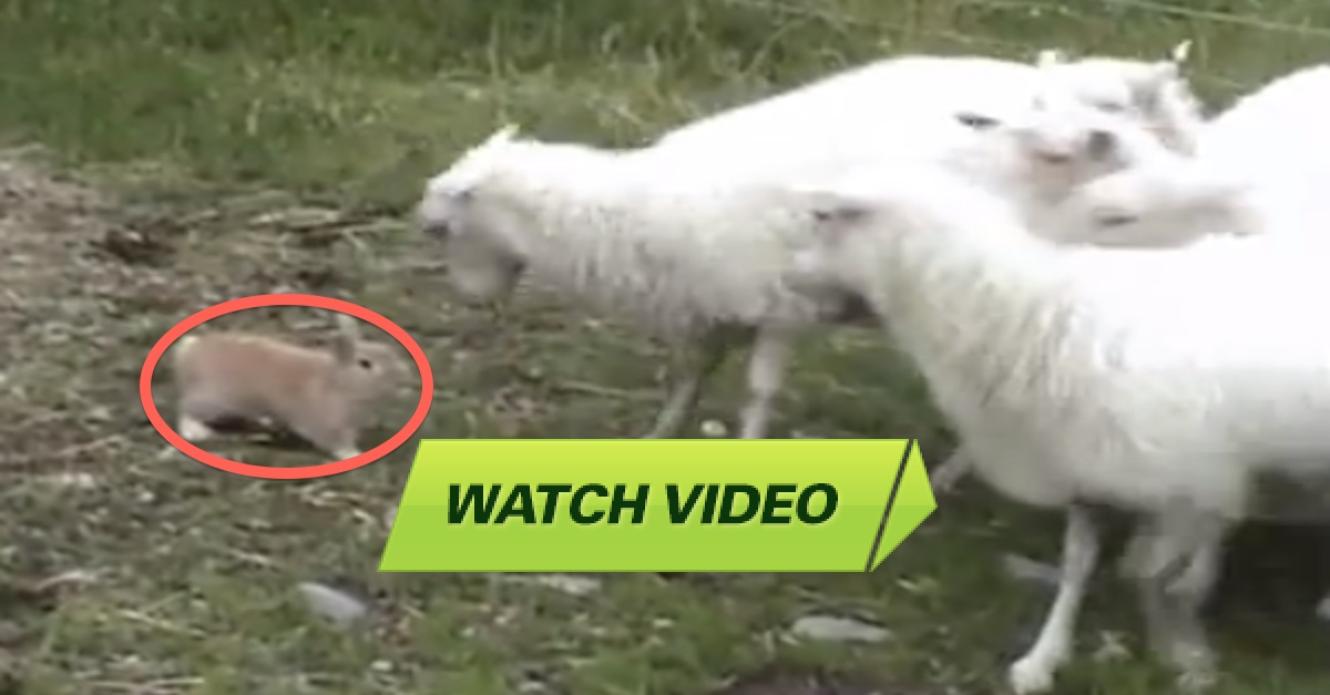 This Is The Coolest Rabbit I've Ever Seen. I Can't Believe What He Does ...