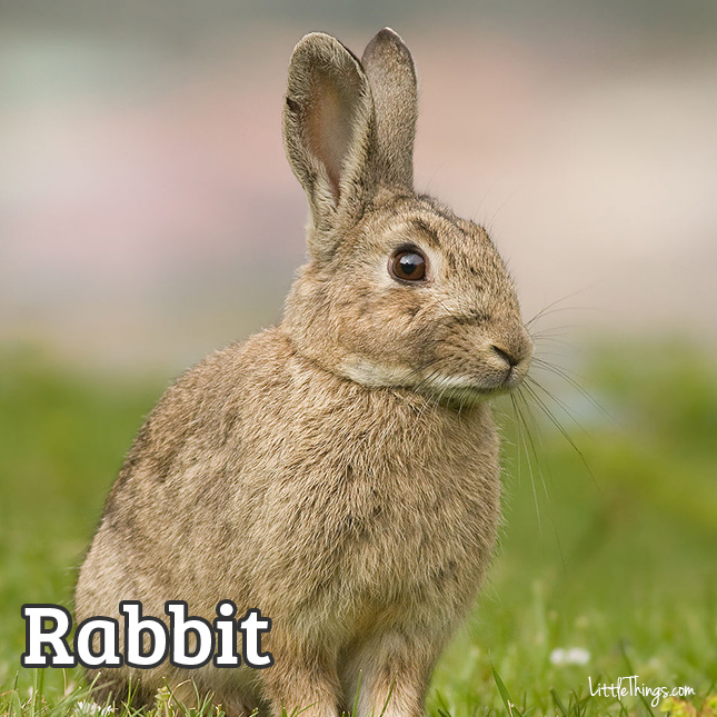 Rabbit_645x645.jpg