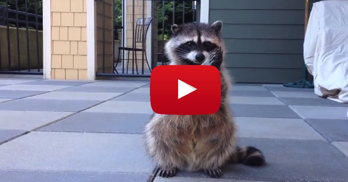 Raccoon Claps For Food Trick