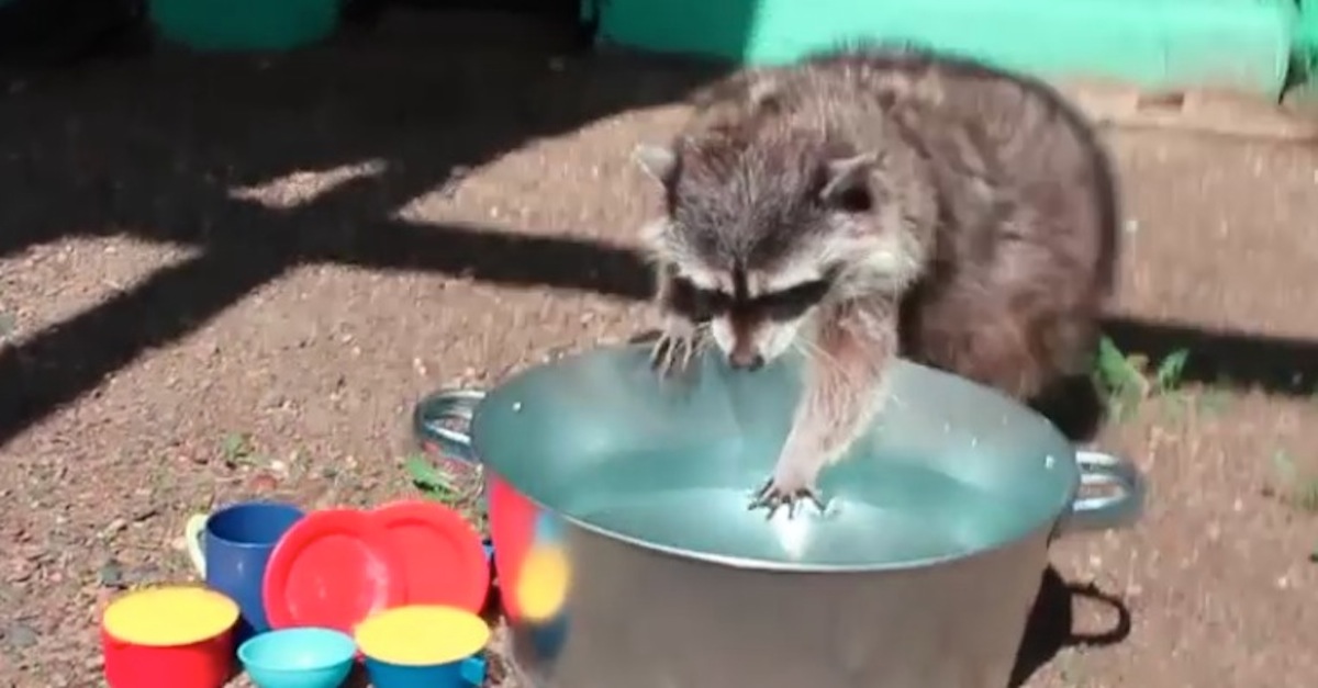 Raccoon Dishes