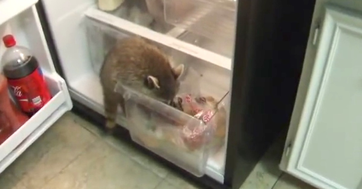 Raccoon Funny Steals Grapes