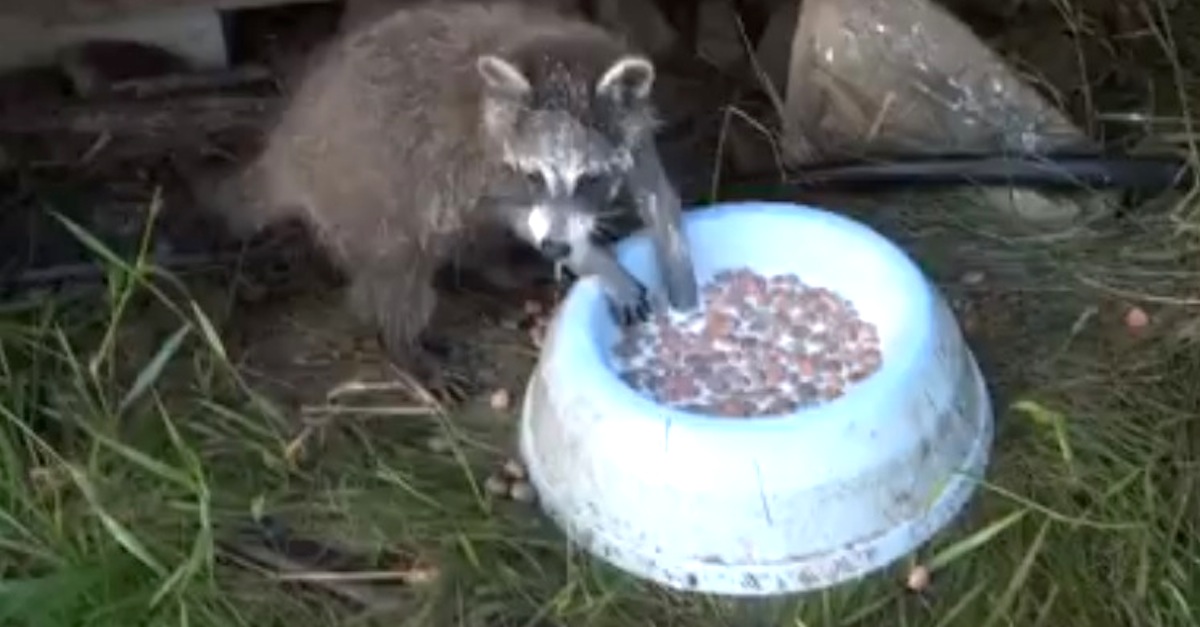 Raccoon Refuses To Share