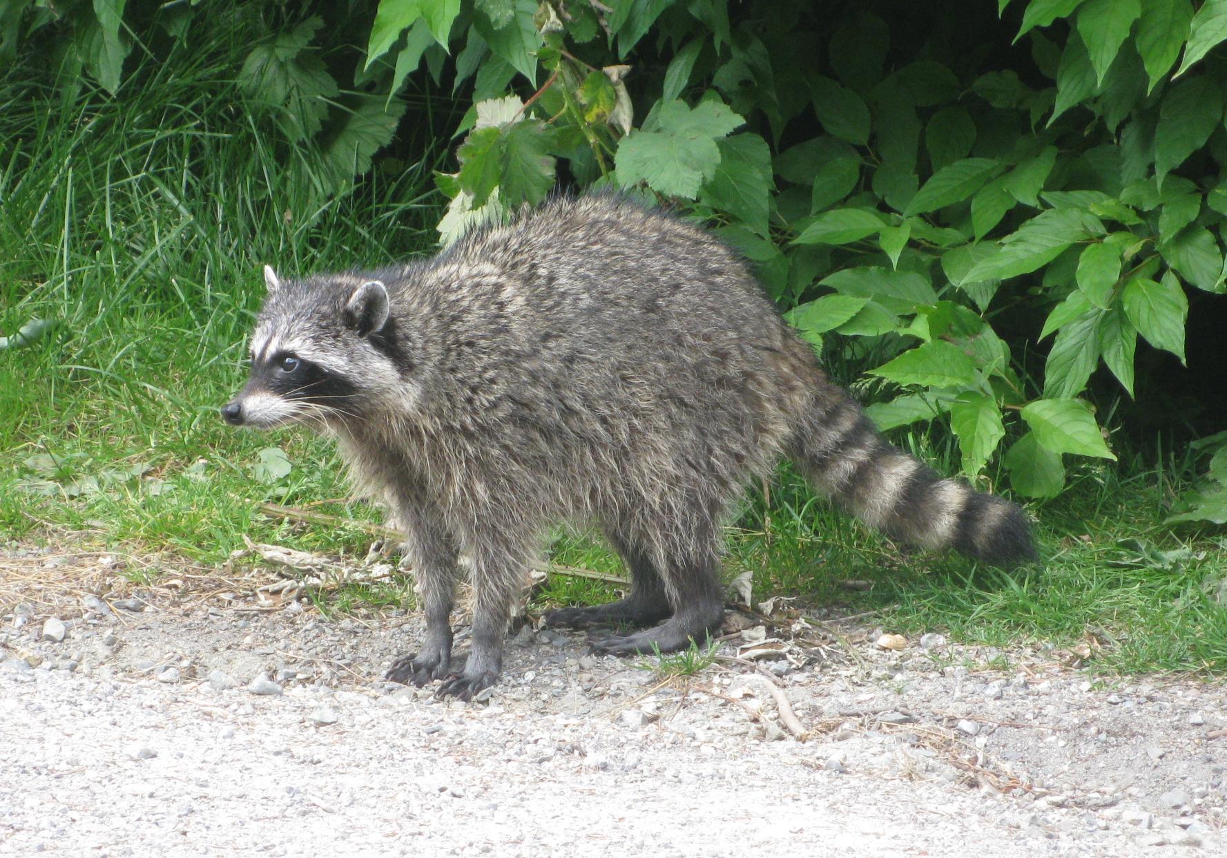 Racoon_in_Vancouver.jpg