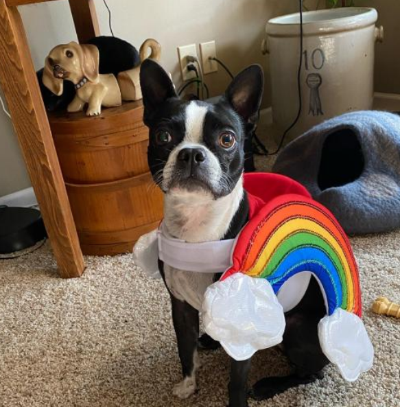 Rainbow-With-Clouds-Halloween-Dog-Costume-XL-Hyde-EEK-Boutique_-Target.png