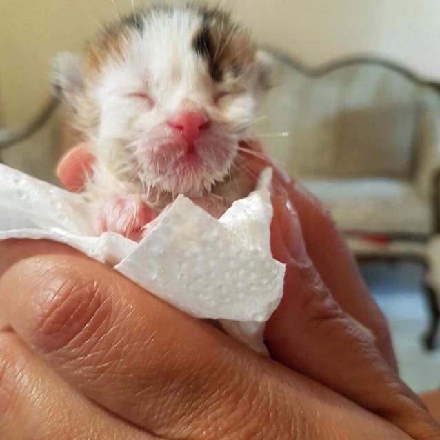 Rare-Calico-Boy-Kitten-1.jpg