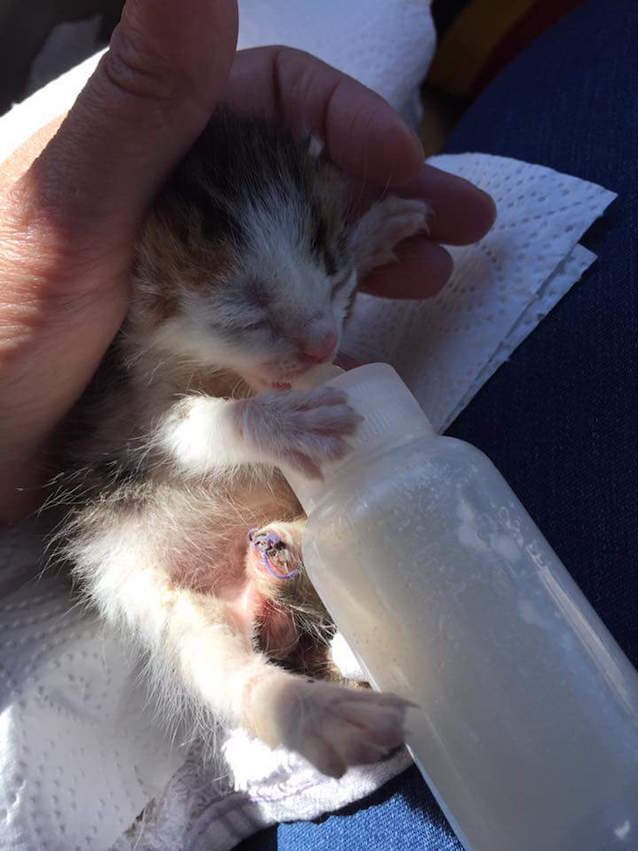 Rare-Calico-Boy-Kitten-2.jpg