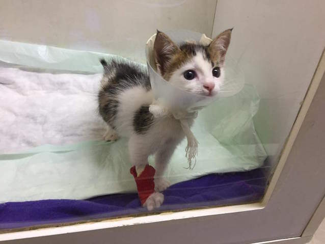 Rare-Calico-Boy-Kitten-3.jpg