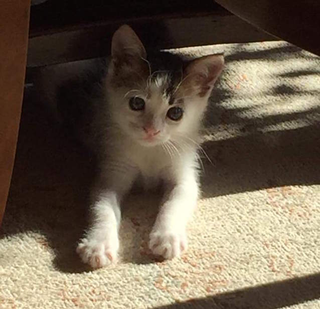 Rare-Calico-Boy-Kitten-4.jpg
