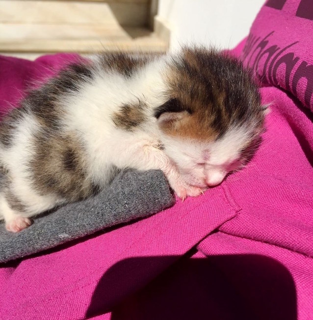 Rare-Calico-Boy-Kitten-5.jpg