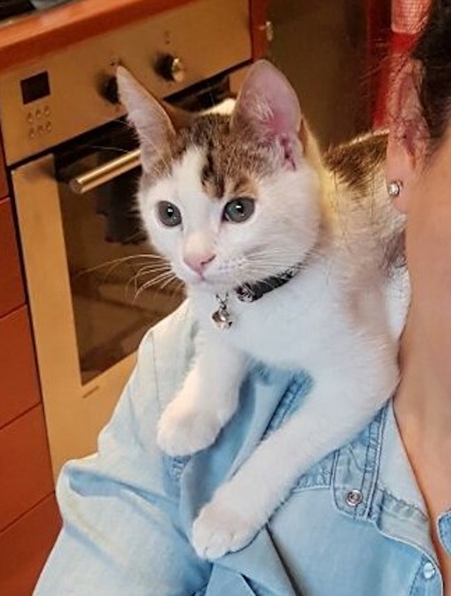 Rare-Calico-Boy-Kitten-6.jpg