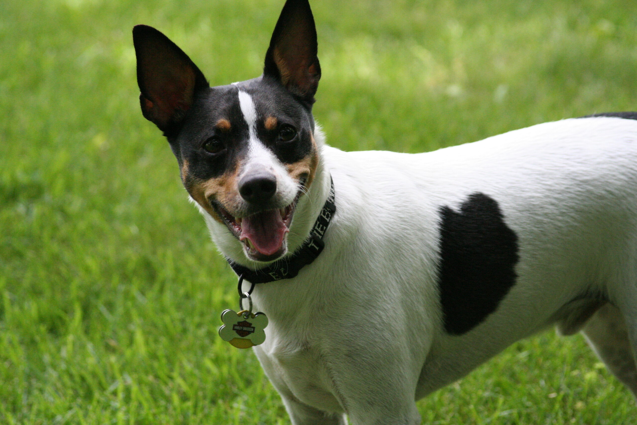 Rat_Terrier_head.jpg