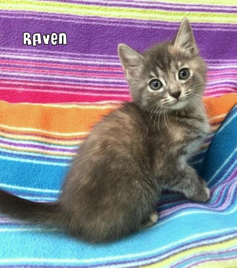 Raven-The-Cat-Adopt-1.jpg