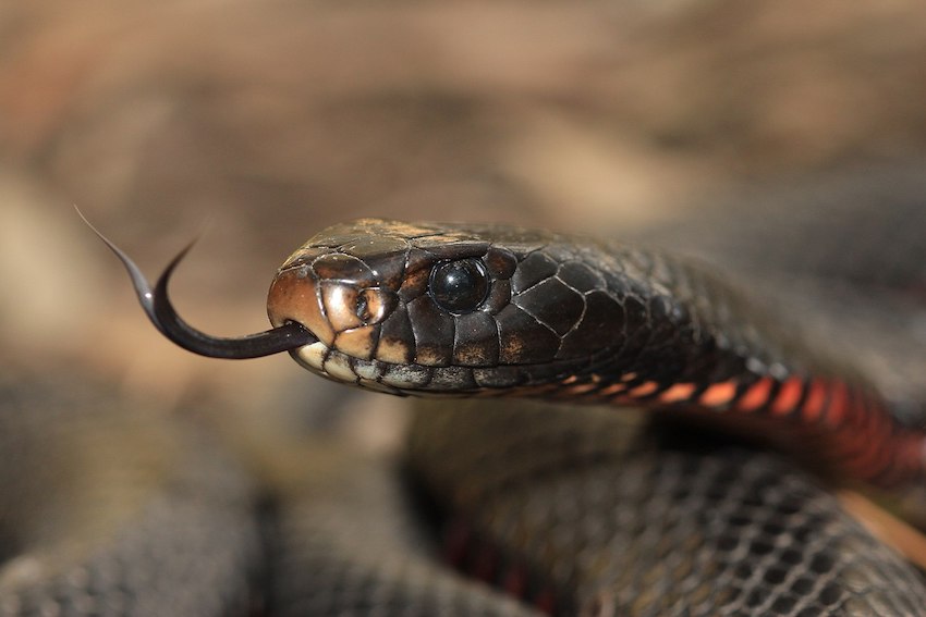 Red-bellied_Black_Snake_Awabakal.jpg