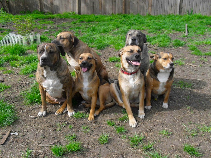 Renee-back-row-left-to-right-jil-tiger-front-row-left-to-right-chloe-marley-cinderella-kodiak.jpg