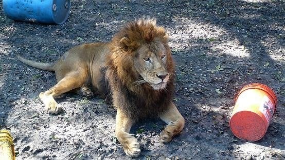 Rescue-Lions-1.jpg Rescue-Lions-1.jpg