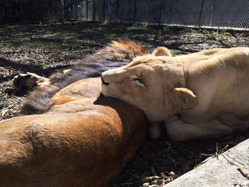 Rescue-Lions-10.jpg