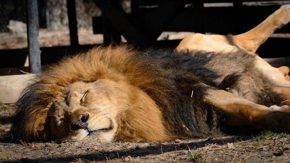 Rescue-Lions-2.jpg