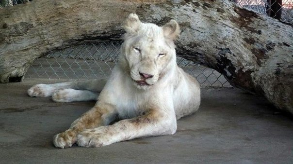 Rescue-Lions-3.jpg