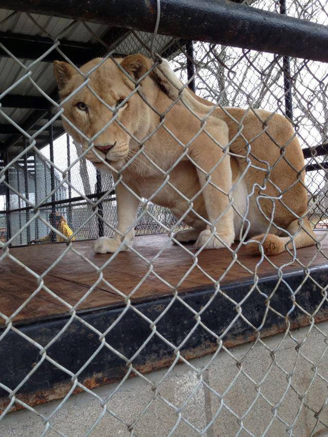 Rescue-Lions-4.jpg