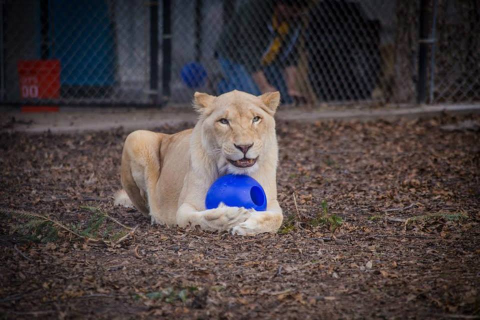 Rescue-Lions-5.jpg