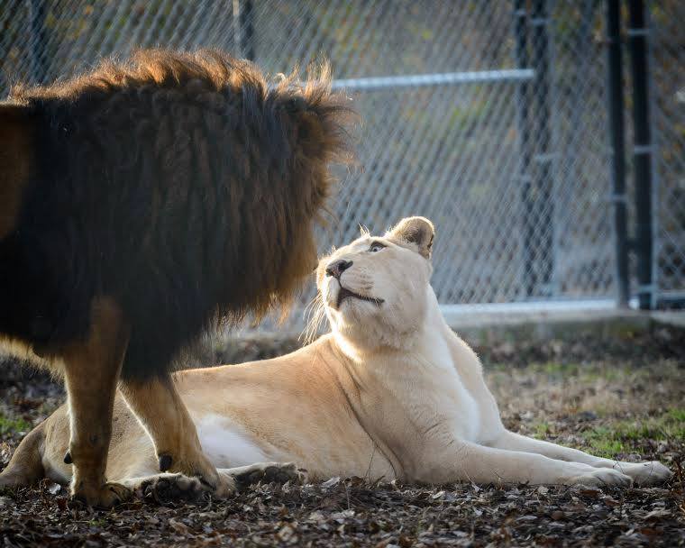 Rescue-Lions-7.jpg