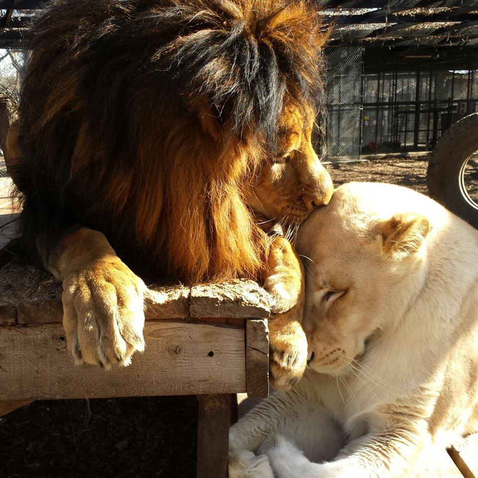 Rescue-Lions-8.jpg