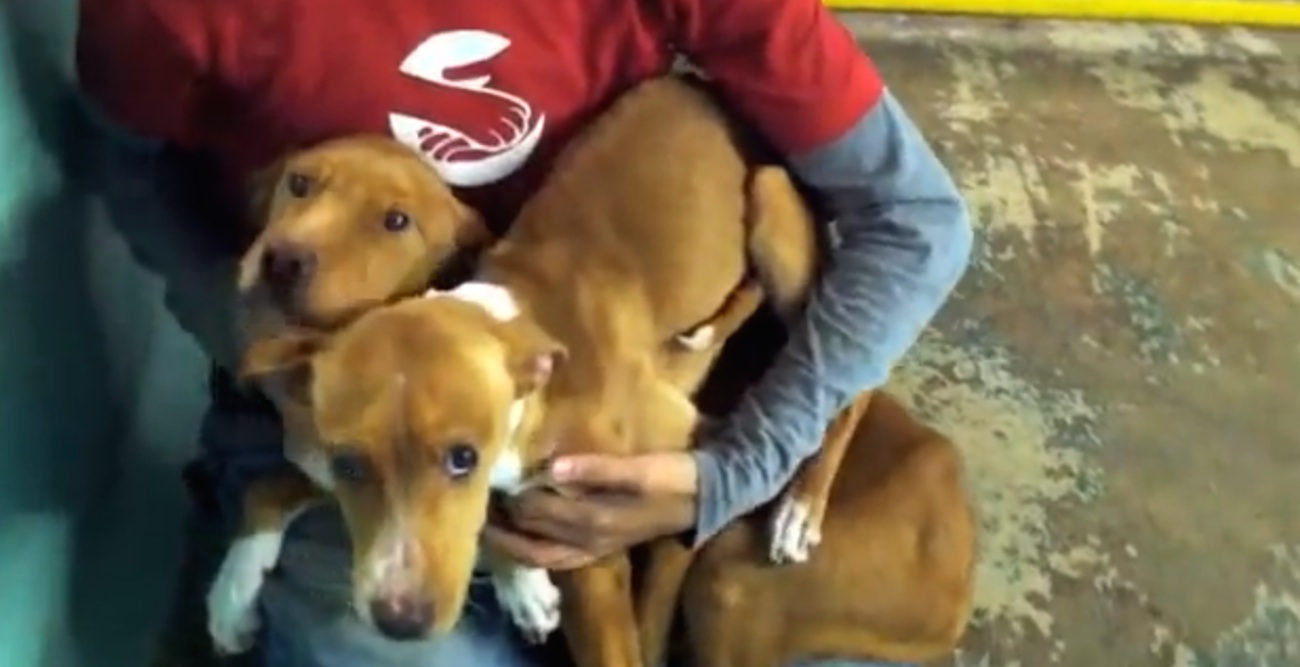 Rescued-Dogs-1.jpg