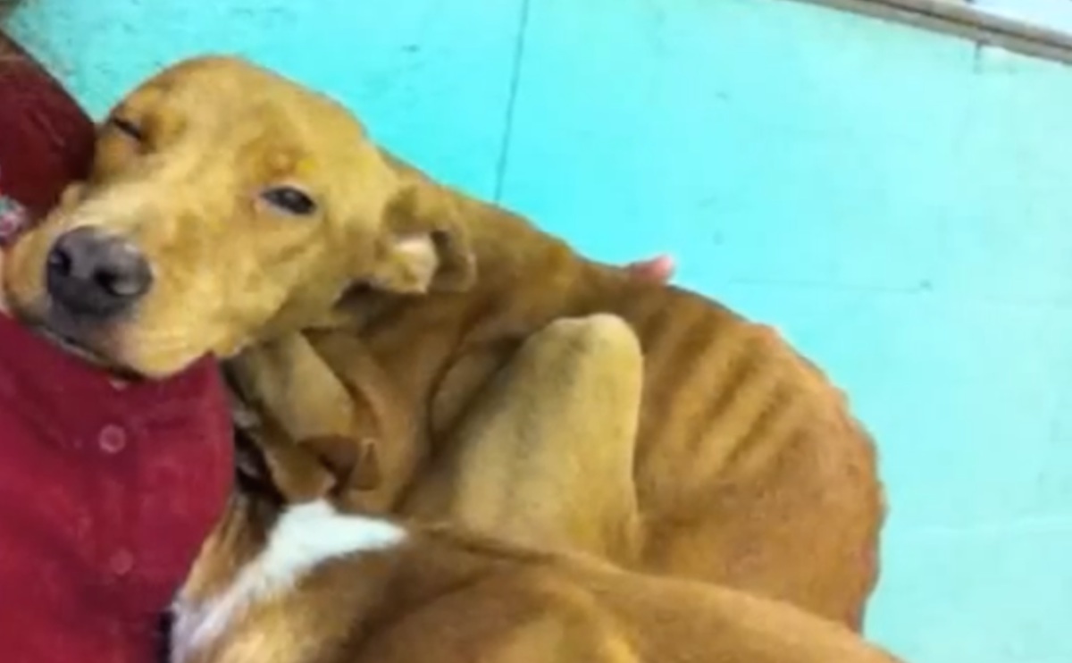 Rescued-Dogs-2.jpg