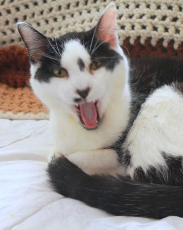 Rex-Cat-Adopt-1.jpg